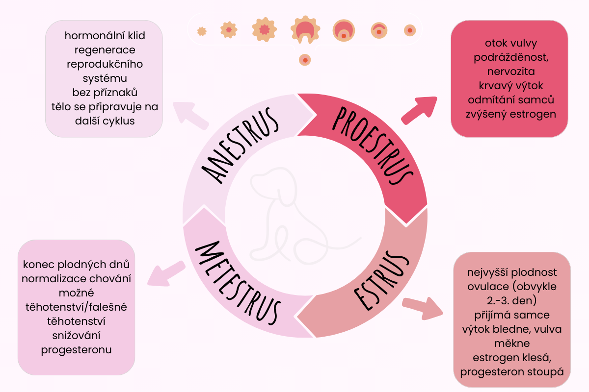 hárání-infografika-jak-probíhá